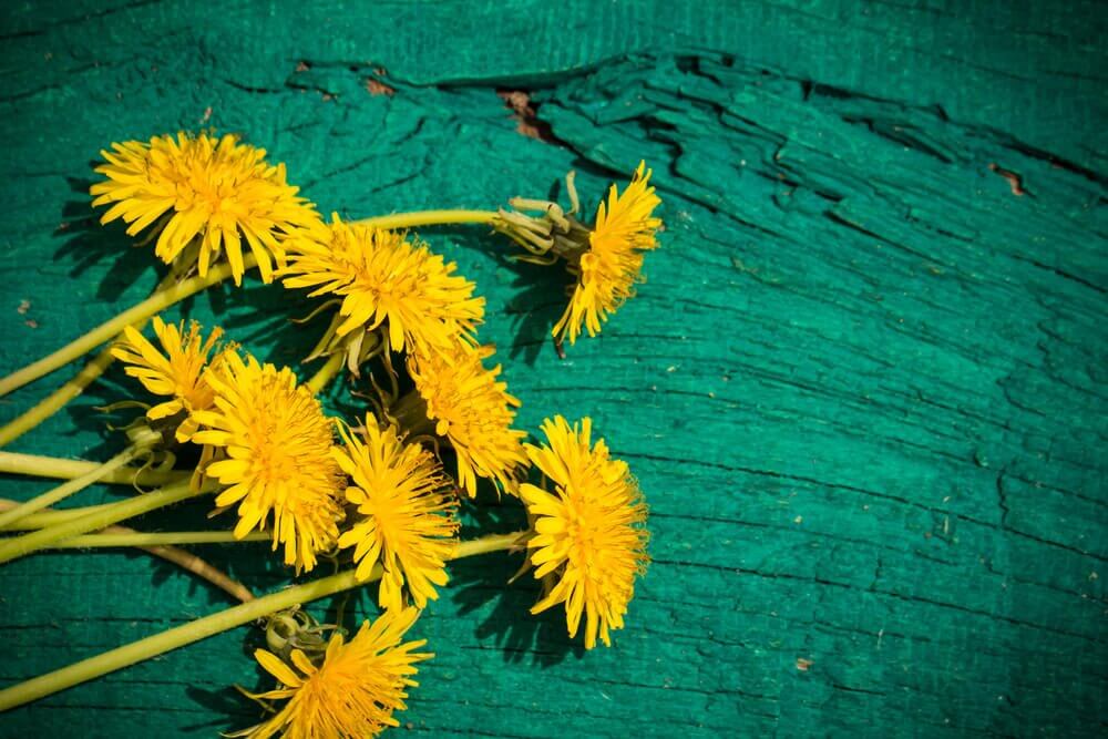 Some dandelions for a dandelion drink