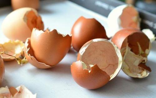 A few eggshells - Natural Compost