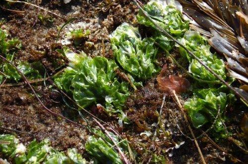 Algae compost - Natural Compost