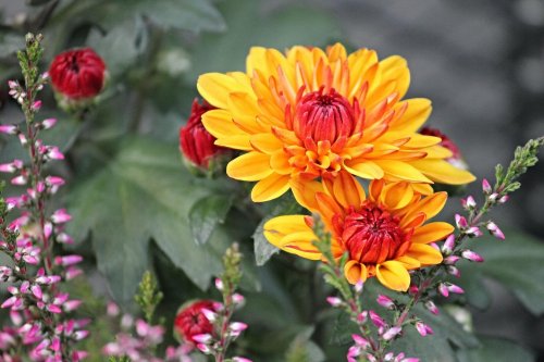 Chrysanthemums