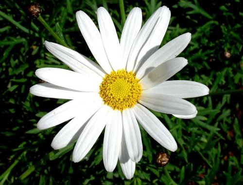Daisy