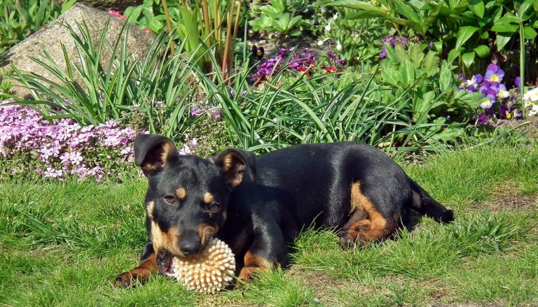Plants that You Can Use as Natural Flea and Tick Repellent
