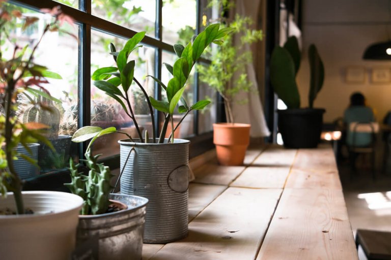 The Health Benefits of Plants in Your Home