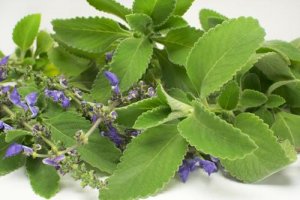Boldo, An Excellent Ally to Fight Urinary Conditions