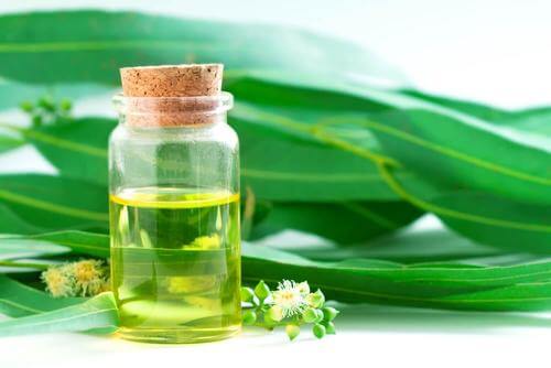 Eucalyptus drops for eucalyptus remedies