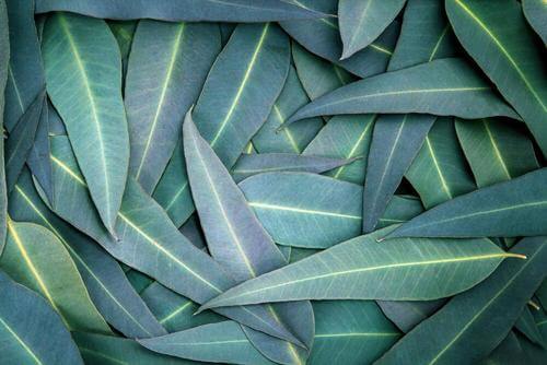 5 Eucalyptus Remedies to Relieve Respiratory Problems