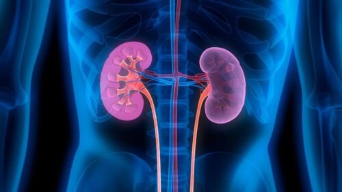 Kidneys.