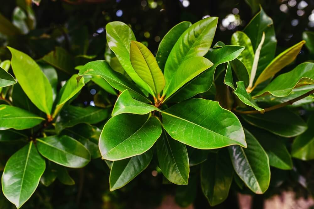 Laurel Remedies to Improve your Respiratory Health