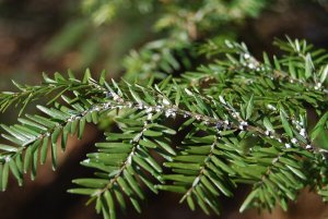 How to Get Rid of Indoor Plant Insects Using Vinegar