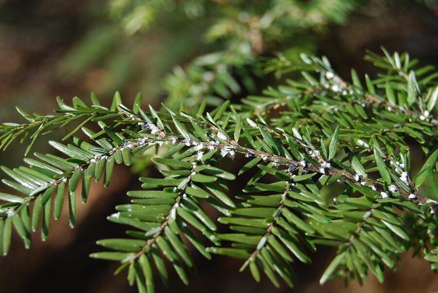 How to Get Rid of Indoor Plant Insects Using Vinegar