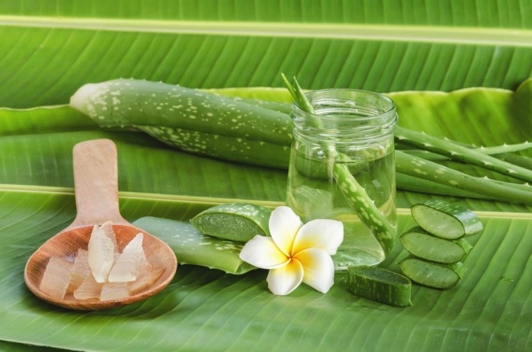 Don't Miss Out on These Aloe Vera Health Properties