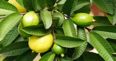 Some ingredients for guava leaf remedies.