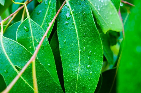 5 remedios de eucalipto para aliviar problemas respiratorios
- Todosalud TodoSALUD