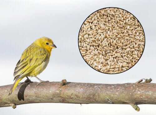 Birdseed-Cinnamon Remedy to Lower Blood Pressure