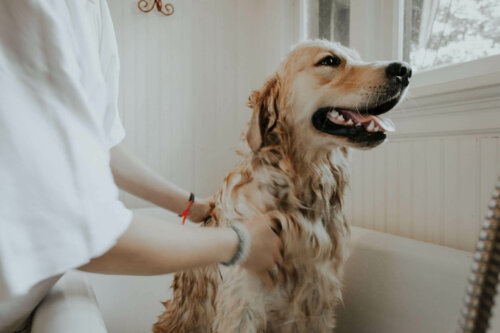 A dog getting a bath against fleas and ticks.