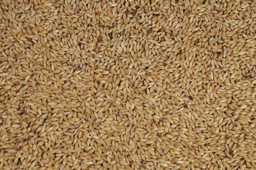 Some seeds spread out over a surface.