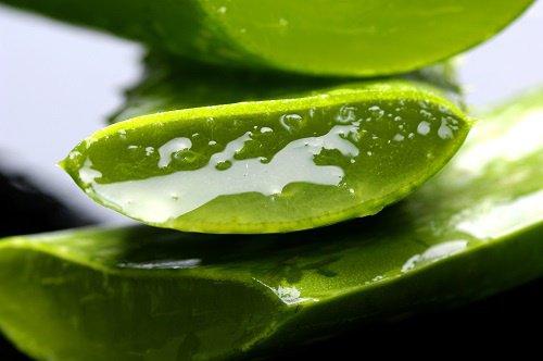 The Top Five Health Benefits of Aloe Vera