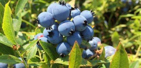 grow blueberries