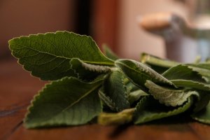 Improve Your Liver Health with a Simple Remedy: Boldo