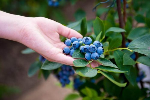 How to Grow Blueberries at Home