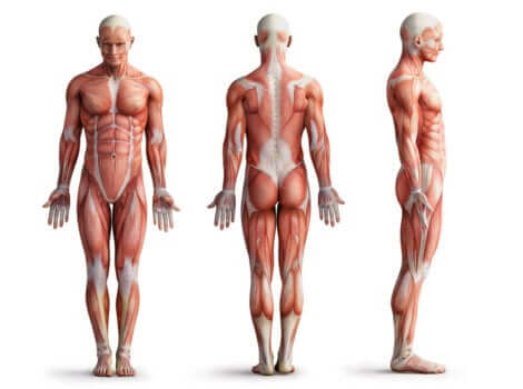 The muscles in the body.