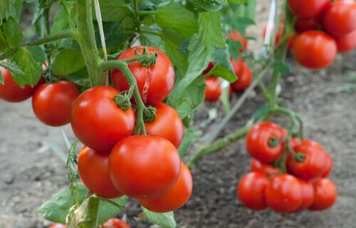 tomatplanter med mange tomater på
