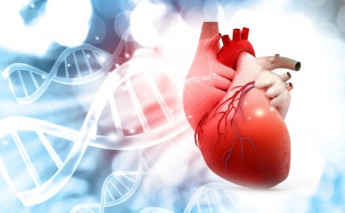 animation af DNA og hjertet