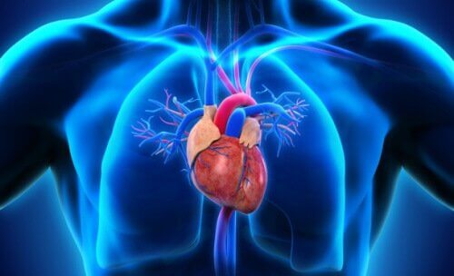 anatomisk tegning af hjerte i menneskekrop