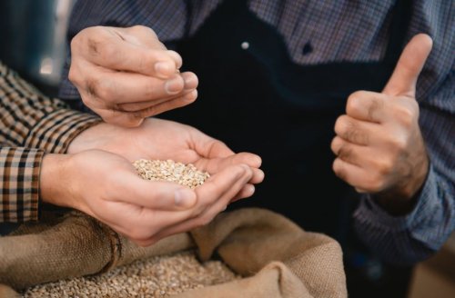 Mand tager korn op i hånden