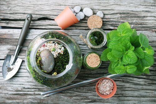 You can make a terrarium from recycled glass bottles. 