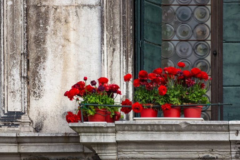 Five Types of Flowers for the Balcony