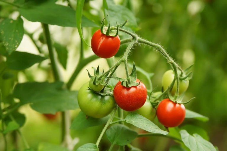 How to Grow Tomatoes with just Four Slices of Tomatoes