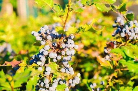 Oregon grape.
