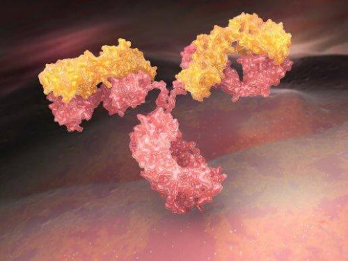 What are Antibodies?
