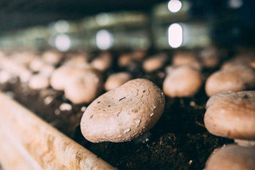 Growing Mushrooms at Home