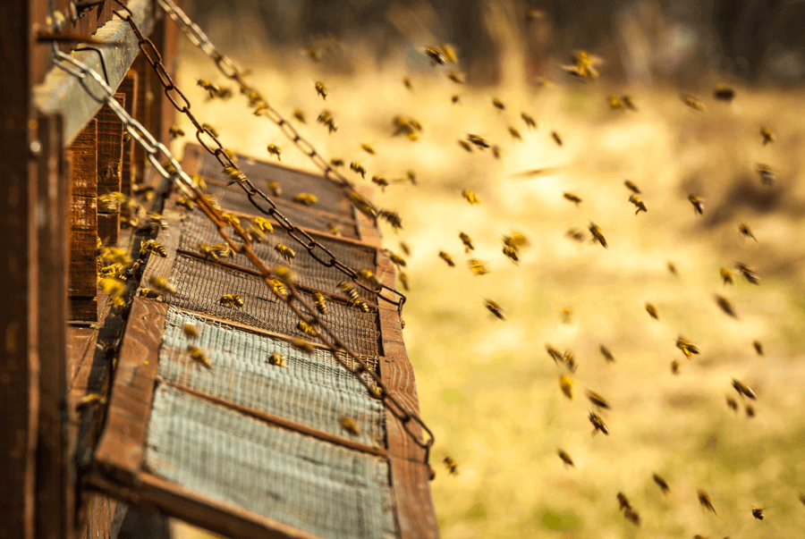 Bees making royal jelly.