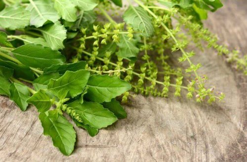 A bunch of basil.
