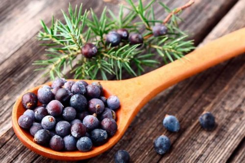 A wooden spoon with blueberries and a twig of juniper on the side.