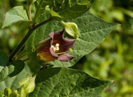 The belladonna plant.