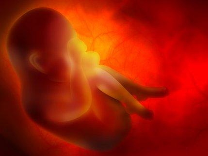 A fetus in the womb.