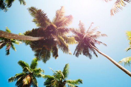 palm trees