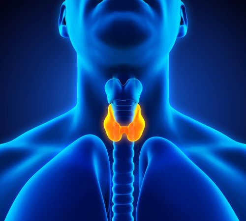 the thyroid