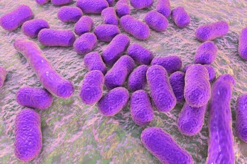 A group of bacteria.
