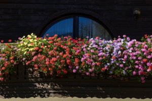 Five Fragrant Flowers for a Small Garden