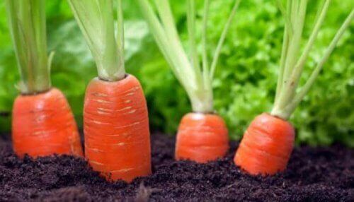 Vitamin A is crucial when taking care of your vision