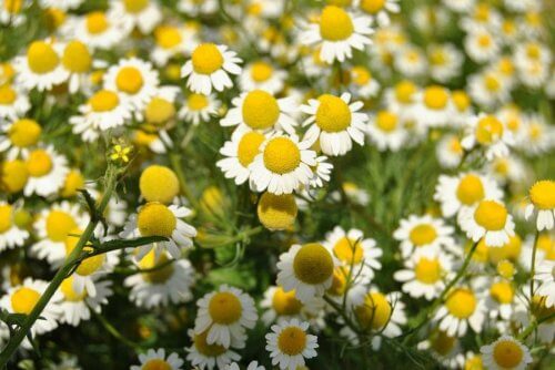 Chamomile flowers in the field