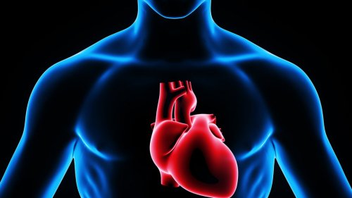 With each beat, intracardiac injections spread to all parts of the body.