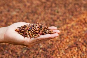 5 Medicinal Uses of Cloves to Improve Health