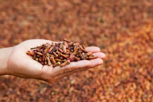 5 Medicinal Uses of Cloves to Improve Health