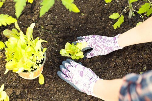 extracting the plant